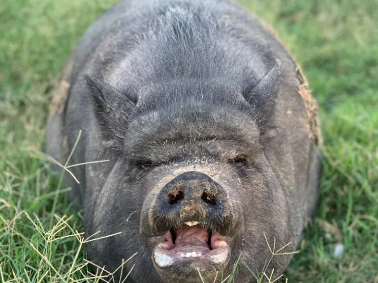 Crypto Carbon Credits: Lippenstift auf ein Schwein klatschen