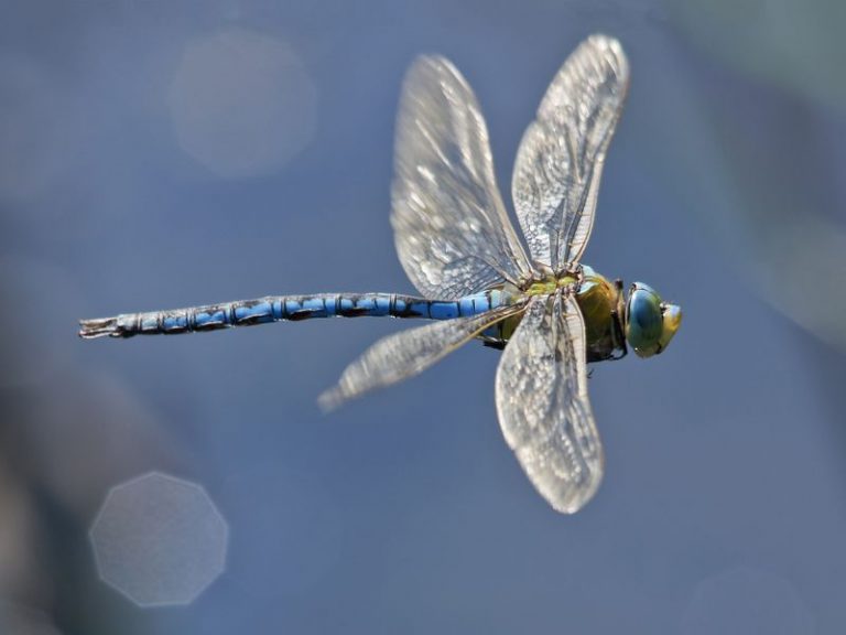 Crypto Venture Capital Firma Dragonfly kauft Hedgefonds MetaStable Capital: Bericht
