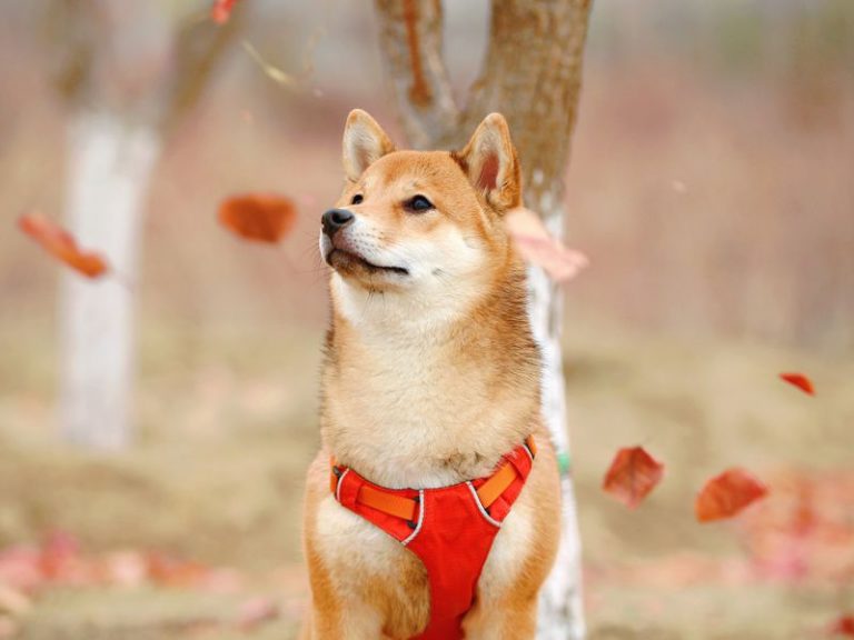 Dogecoin sube a Medida que Dogechain gana tracción zwischen Traders Minoristas Cripto