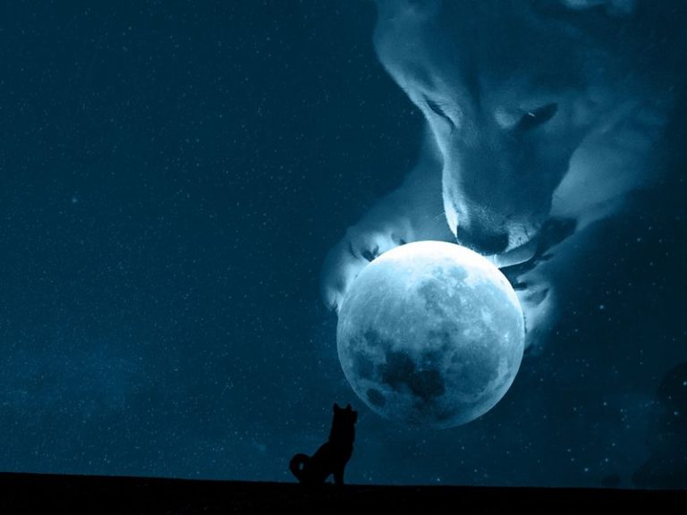 Krypto-Analysten lehnen die jüngste DOGE, SHIB-Rallye als konträres Signal ab