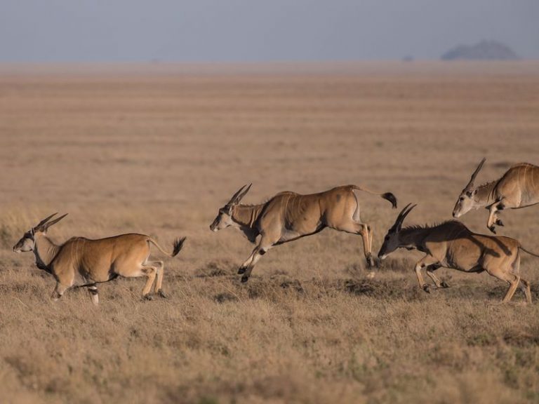 Mitglieder der EOS Network Foundation stellen nach Hard Fork den Support auf Crypto Protocol Antelope um