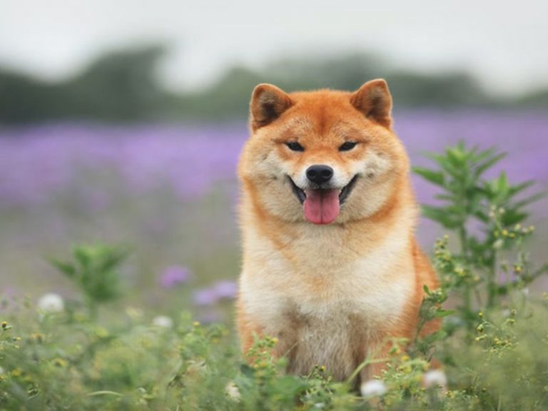 Shiba inu y dogecoin suben a medida que regresa el comportamiento de riesgo a los mercados cripto